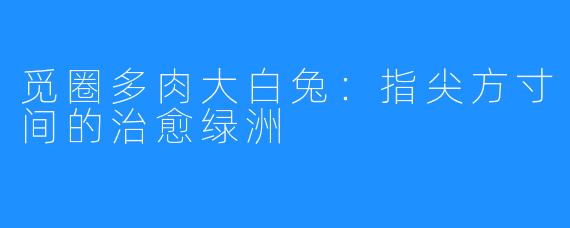 觅圈多肉大白兔：指尖方寸间的治愈绿洲